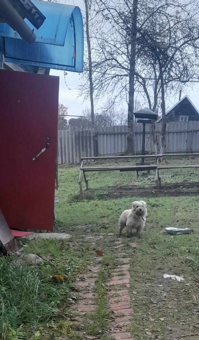 Чей пёсик ?
Каждый день забегает к нам на участок .
Съед?...