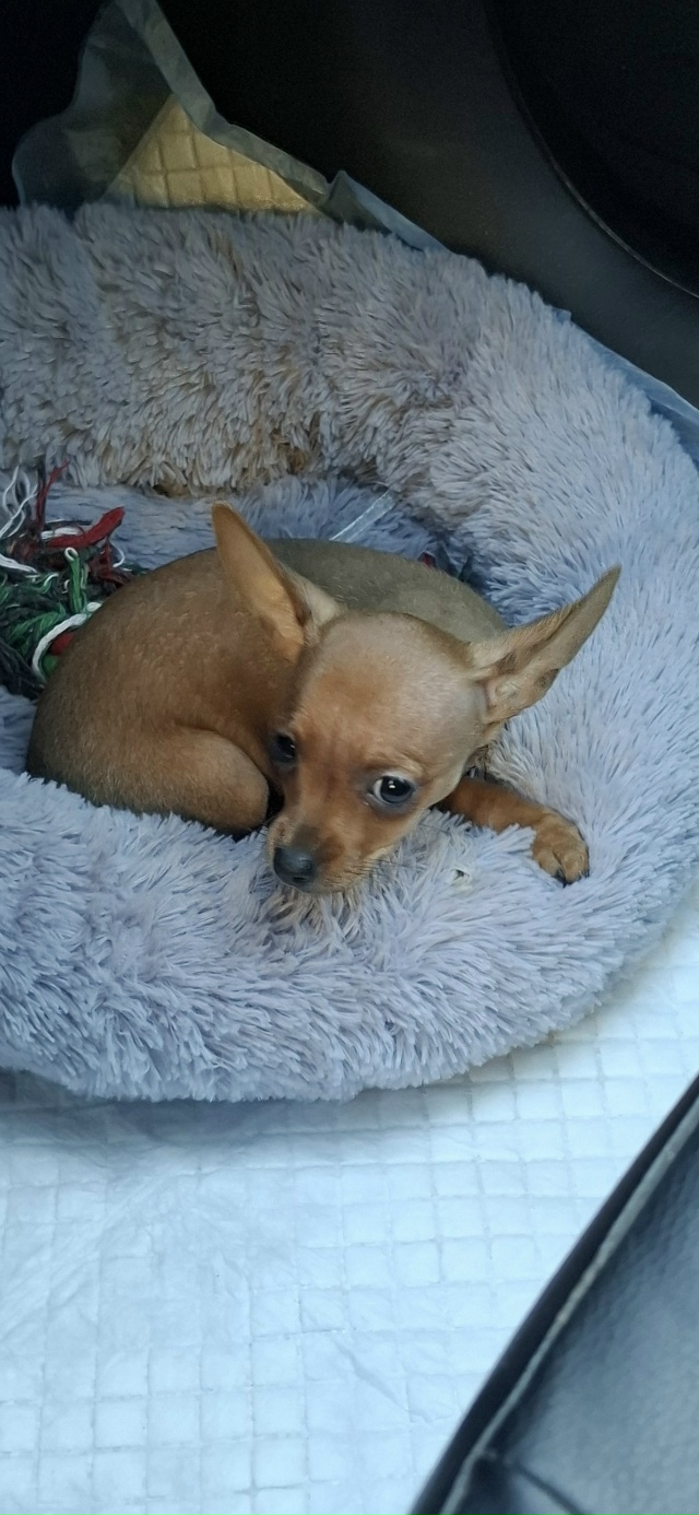 Потерялась собака мини той терьер девочка в районе СНТ...