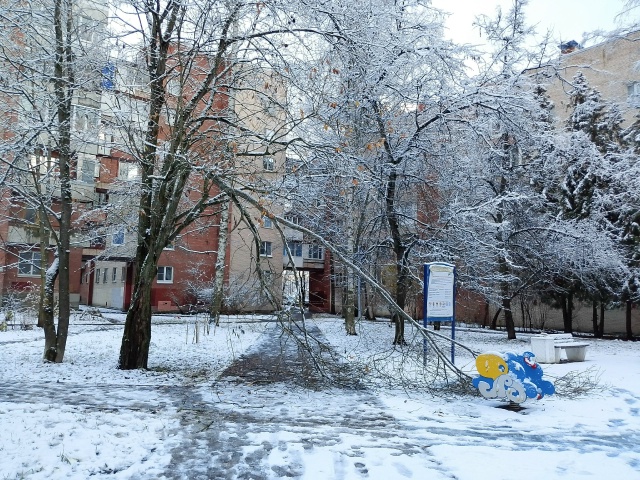 Сегодня в петродворцовом районе, упало дерево на ботан...