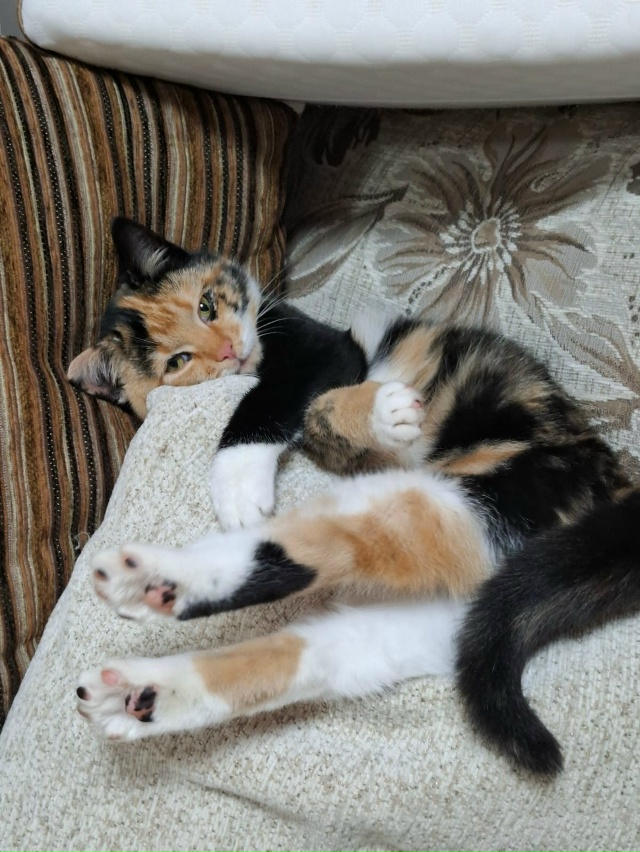 Ищет дом красивая, ласковая, умненькая кошечка. Хозяев?...