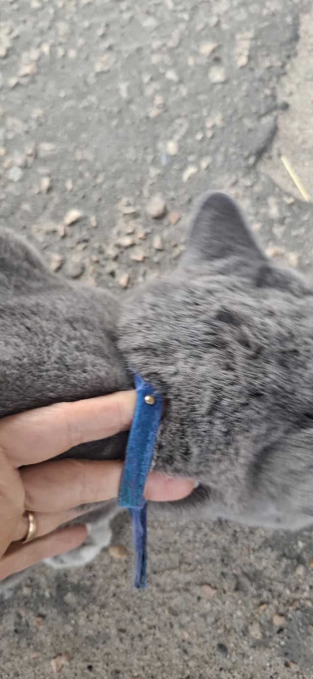 Чей кот? С ошейником. Бегает, мяукает, в районе локомот?...