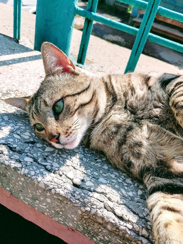 Красивейший кот, в крови которого явно есть бенгалы и, ?...