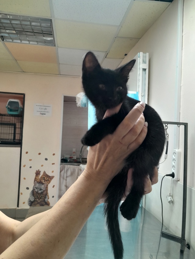 Нашли чёрного котёнка на улице Ленина в кустах у здани?...