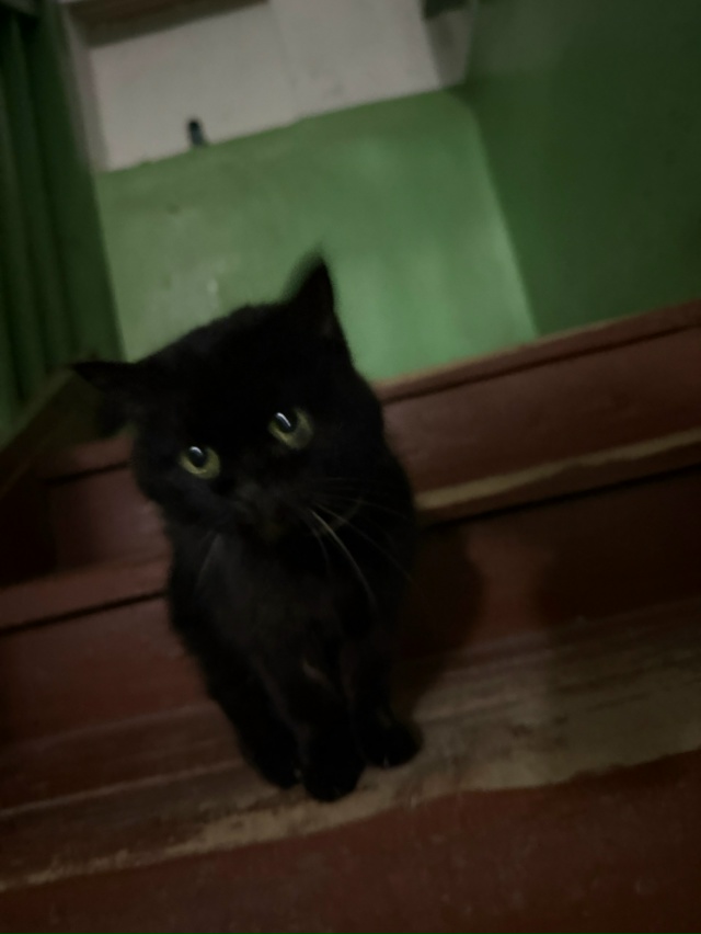 Чей потеряшка? Видно, что котёнок домашний с ошейником....