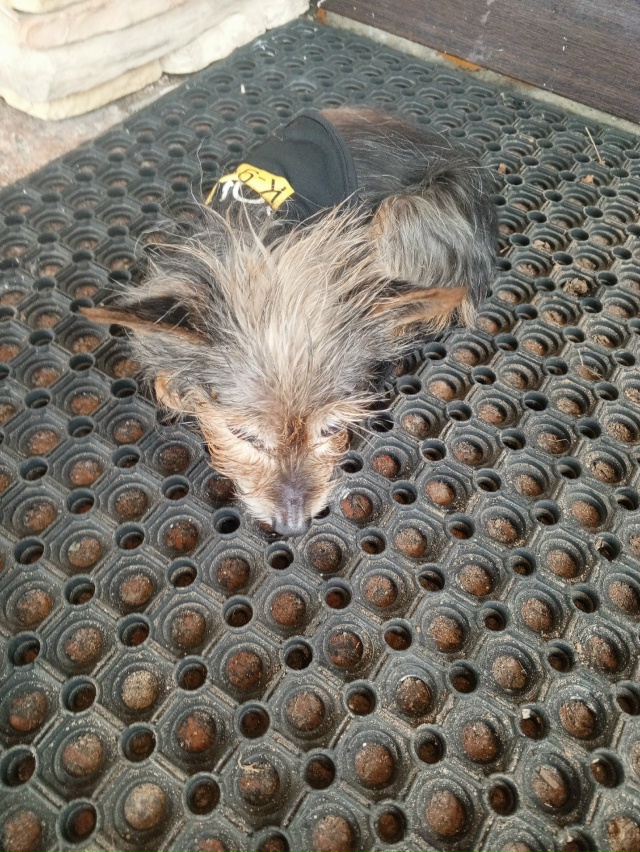 Никто собачку не терял?