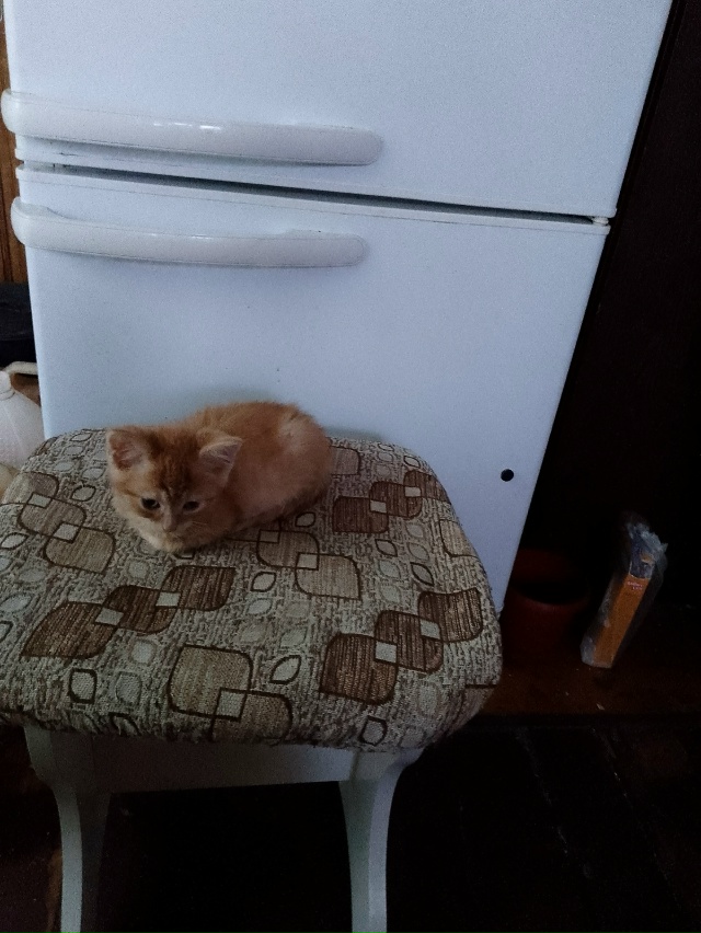 Отдам котенка в добрые руки к лотку приучен 89200751376