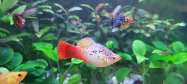 Ищут добрые руки 6 молинезий и один самец-пицилия,шокол...