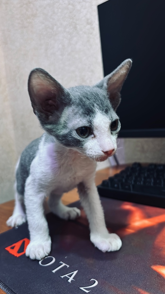 Малыш Сеня ❤️🐈‍⬛