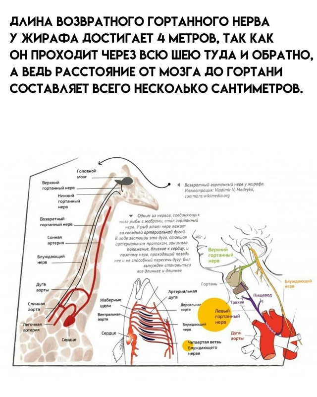 7 любопытных фактов про жирафов.