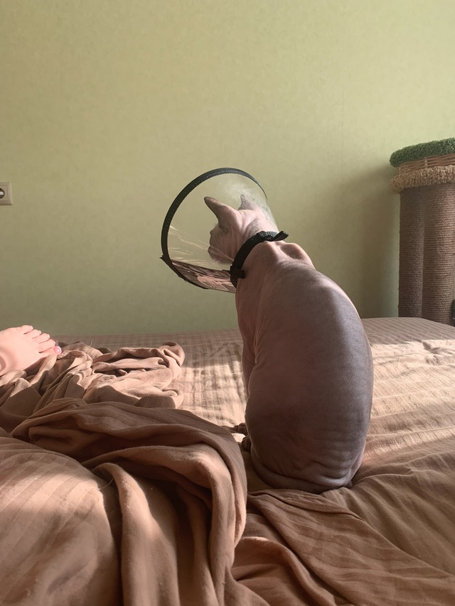 Кот Вагнер ???
Этим летом отмечаем пять лет совмес...