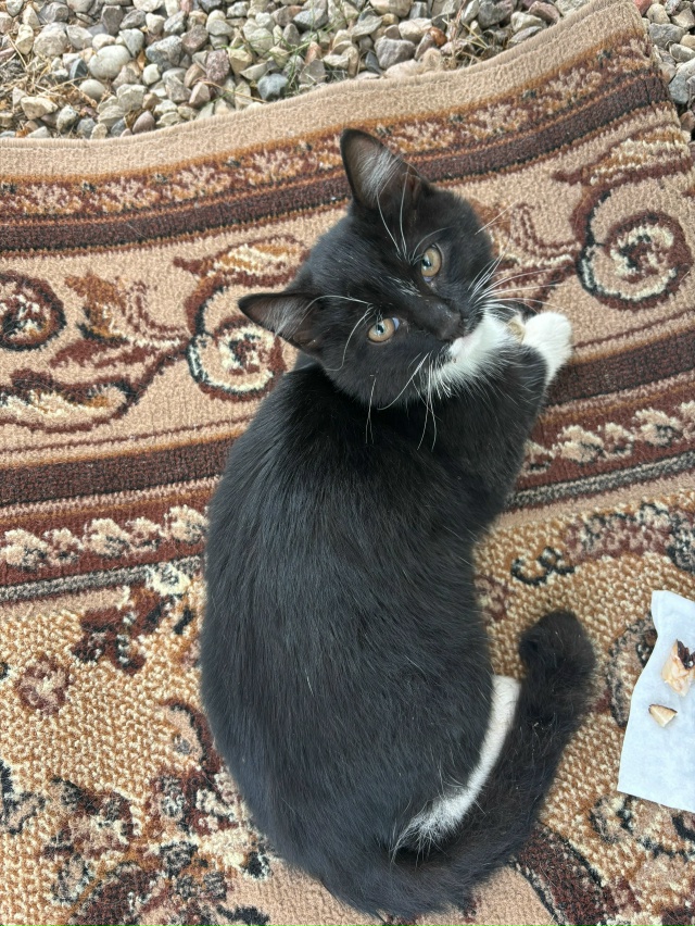 Котика сбила машина, может кто-нибудь сможет взять к се...