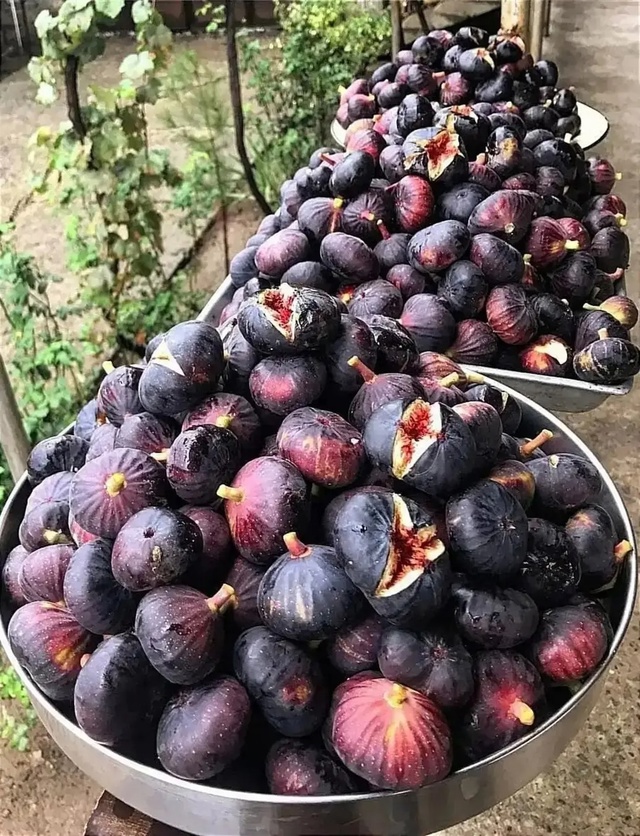 Инжир — одно из самых древних культурных растений. Это...