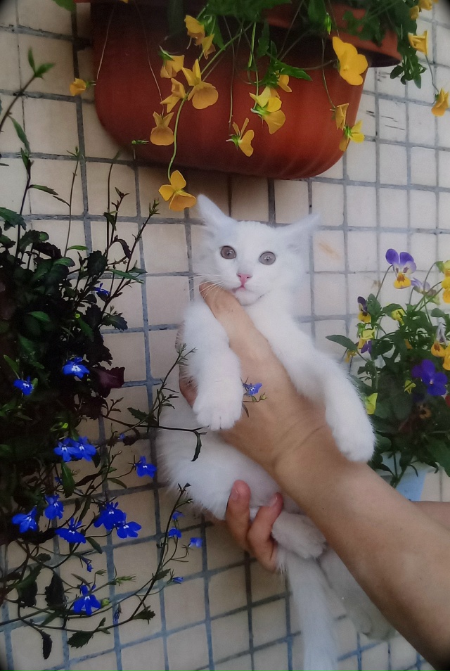 Кошка Снежок.