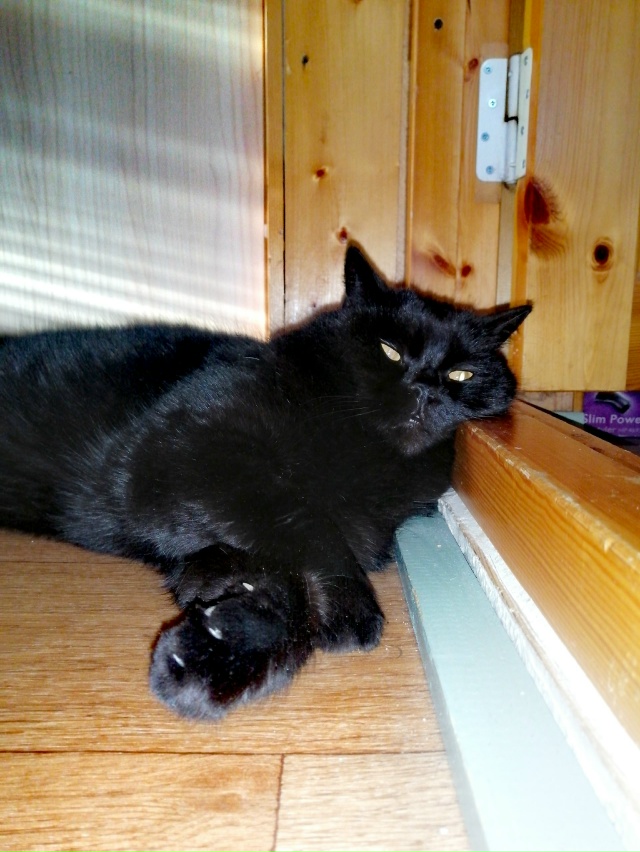 Мои брутальные ребята... Мои хозяева в доме... Мои хвоста...