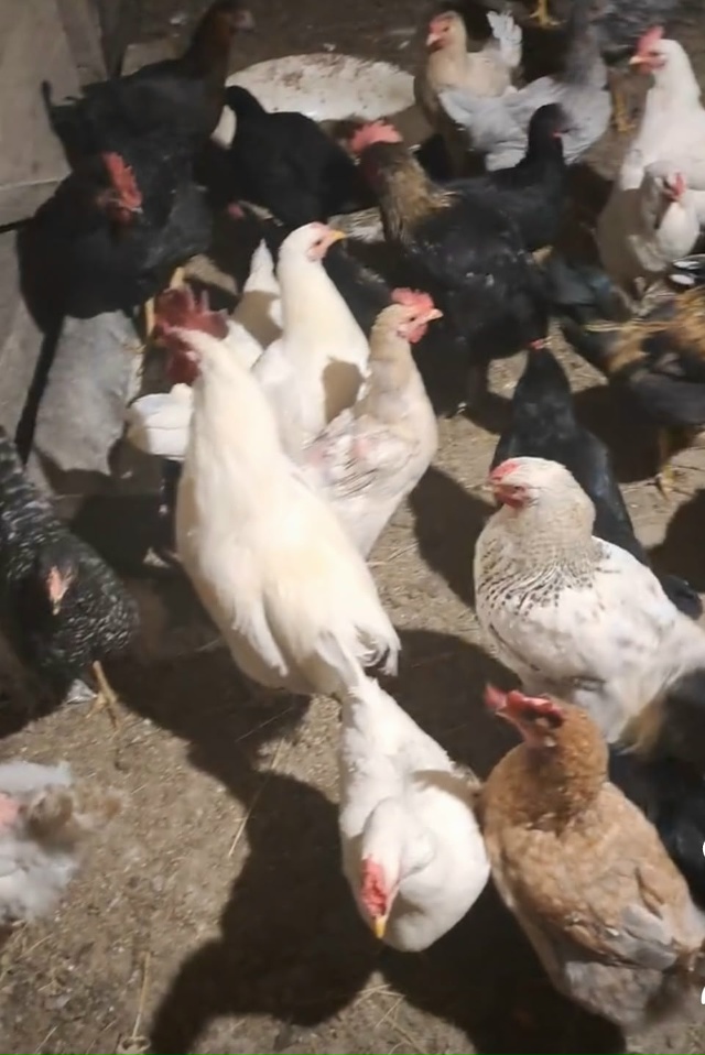 Продам молодых петухов 350 руб.
с. Александровка
тел. 892284...