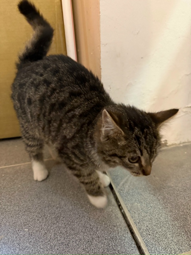 Нашли котеночка, нужно приютить..отзовитесь
У себя ост...