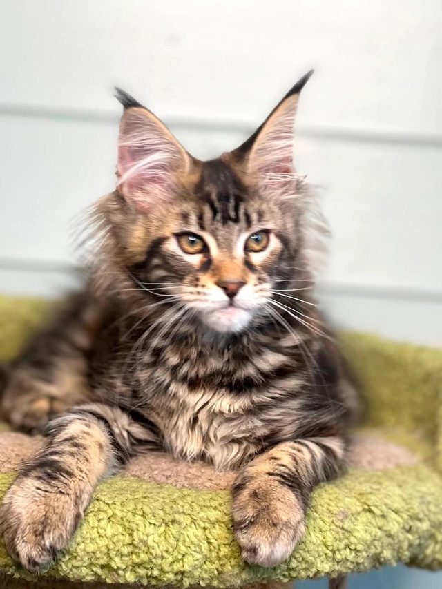 Жули ( мейн кун) родилась 13.03.2025. Окрас мраморная черепа?...