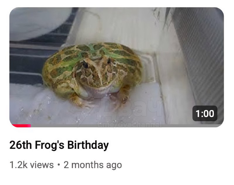 Японский дед каждый год празднует день рождения своей… лягушки
Он выкладывает видео с ней на ютуб: