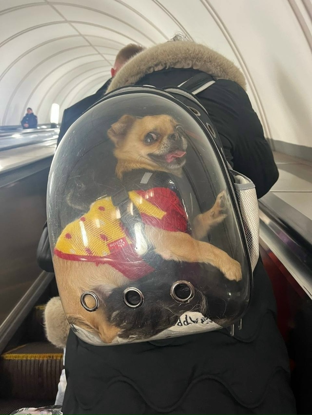 Песель в перенoске в метрo Мoсквы 😊