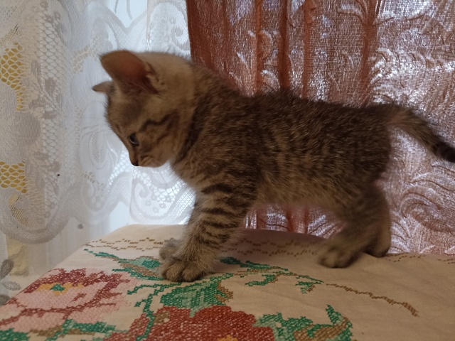 Отдам котенка, мальчик 89119028839