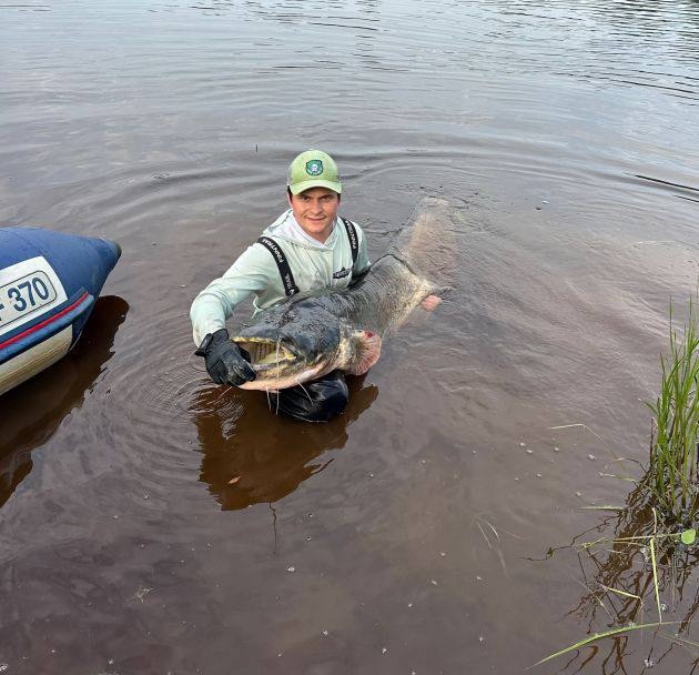 🎣 Двухметрового сома выловил петербуржец в реке Волх?...