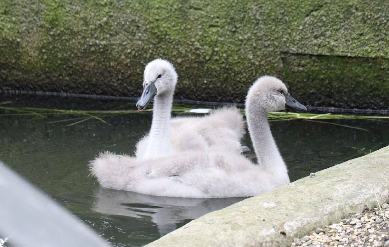 🦢 Птенцы лебедей и краснокнижных японских журавлей появились на свет в Московском зоопарке
Белые и