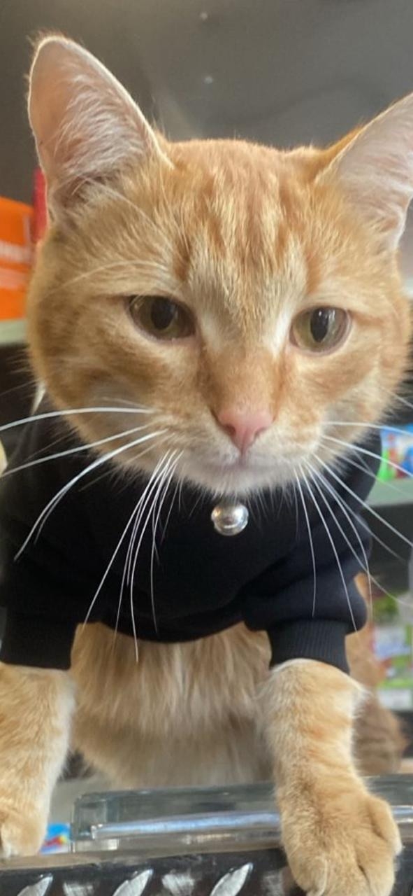 Пропал котик пять дней назад в районе ул. Ферина был в с...