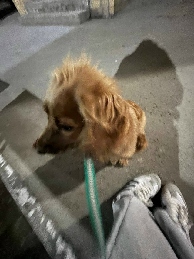 ПОТЕРЯЛАСЬ СОБАКА!!!
пожалуйста помогите найти собаку ...