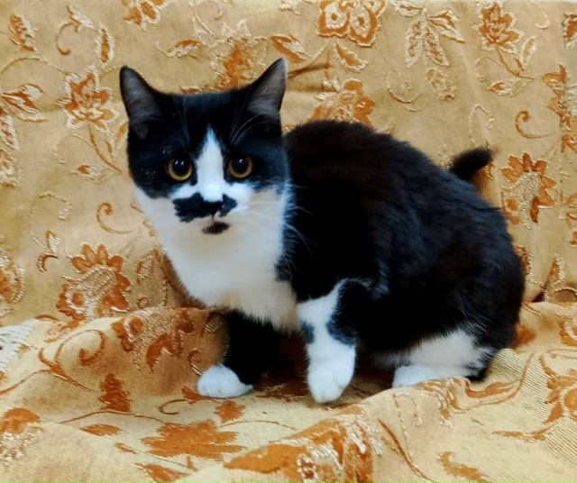 Коты и кошечки ищут дом
89308413854