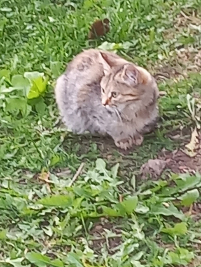 Отдадим котят от кошки мышеловки