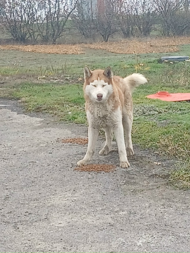 Район автозаправки Лукойл на 21-ой.
Может кто-то потерял...