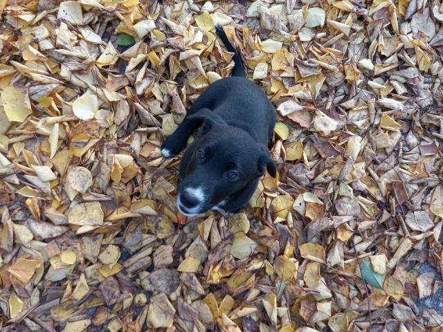 Отдам в хорошие руки! Щенкам 2,5 мес.Обработаны. Мама-лаб...