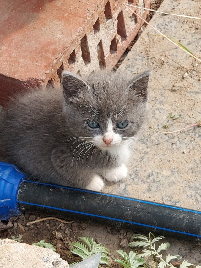 Котята в добрые руки - почти бенгалы, но без кредита Сан...
