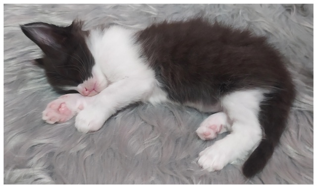 Предлагаем котят цветной турецкой ангоры от собственн...