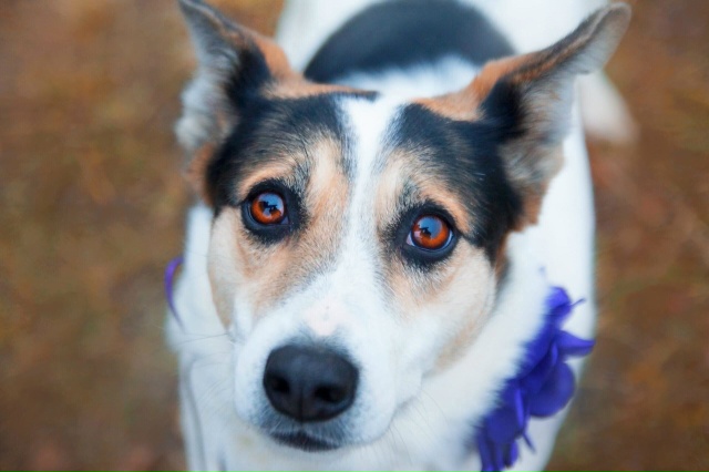 Вита ищет в Можайске хозяина!
Где ты её человек???
Почт?...