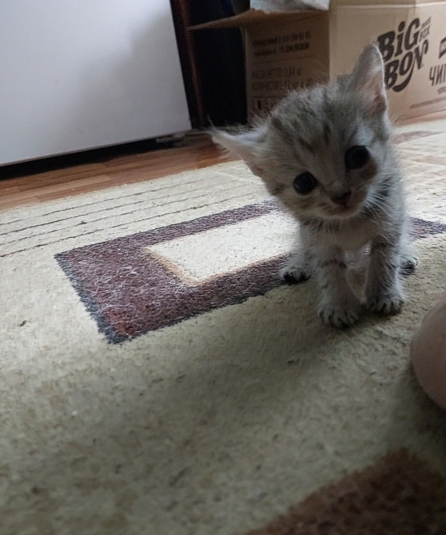 Отдадим котят в добрые руки, от британской кошки. Родил...