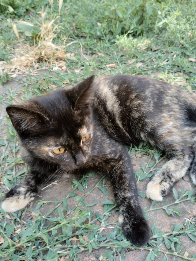 В добрые руки, самостоятельные и красивые молодые коше...