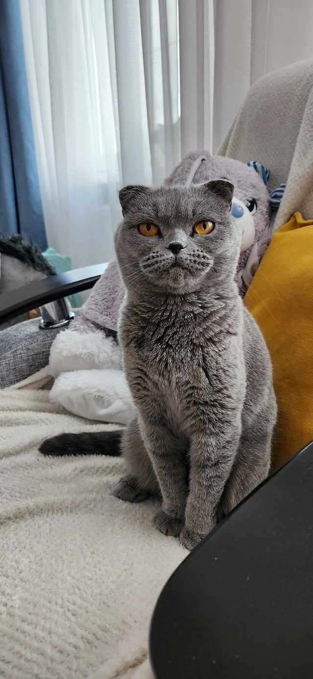 Кошка Пуша