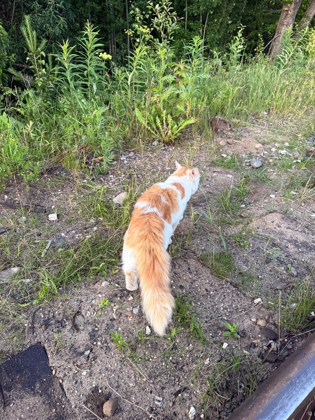 Кот или кошка не знаю бродит в районе речки в Сосновке ,...