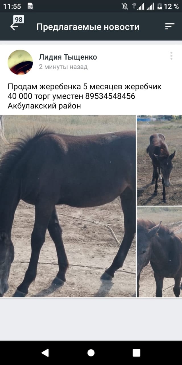 Пропал жеребец с арканом может кто видел напишите или ?...