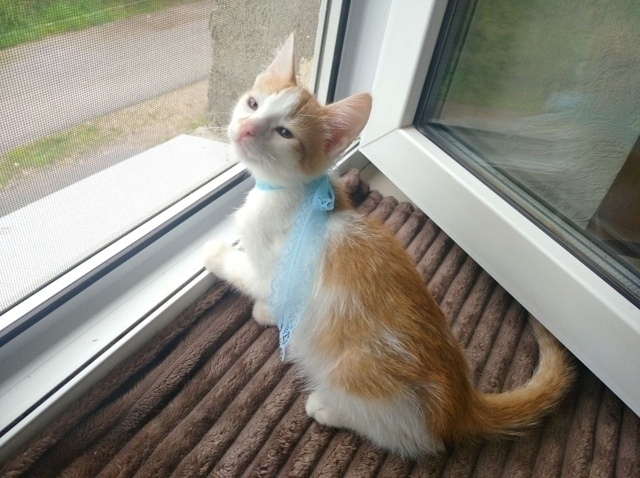 💙 🐈 Рыжий котомальчик находится в поисках своей семь...