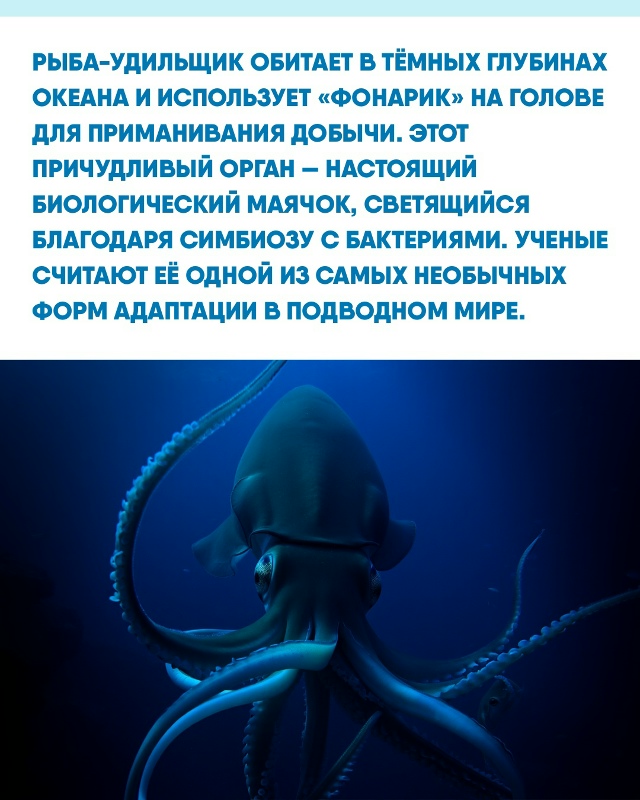 Мир живой природы хранит больше ужасающих «монстров», ...