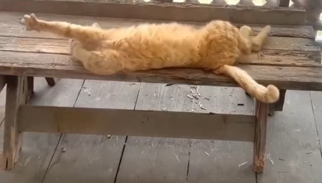 Только посмотрите на это блестящее приземление! Браво!...