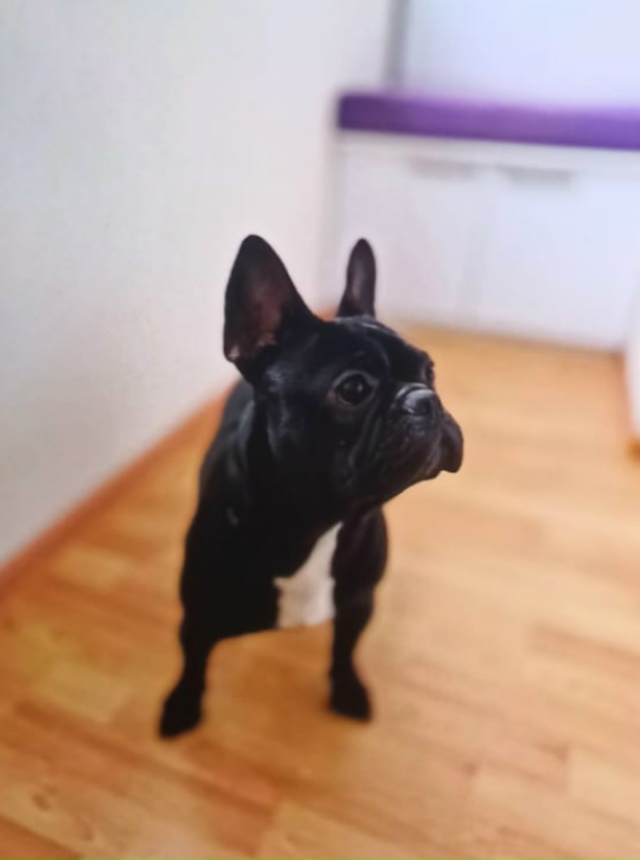 Пропал бульдожка, зовут Джони. Если кто то найдет, обра?...