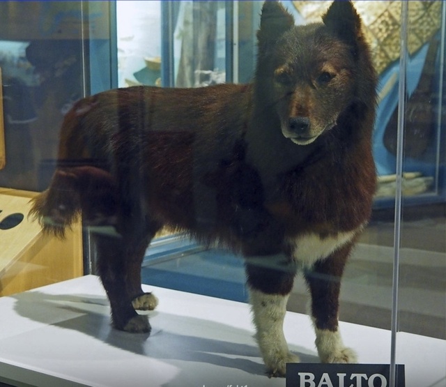 На фото представлена таксидермическая фигура Балто, з?...