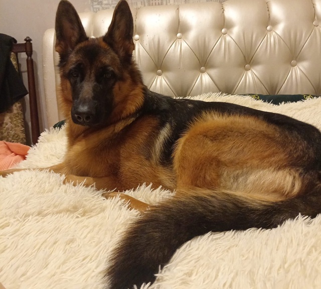 Пропала собака!
Немецкая овчарка, зовут Алиса, ей 1 годи...