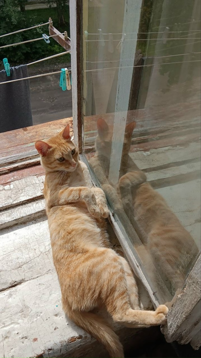 Пропал кот 28.10 на улице моховой 9, города Коврова зовут ?...