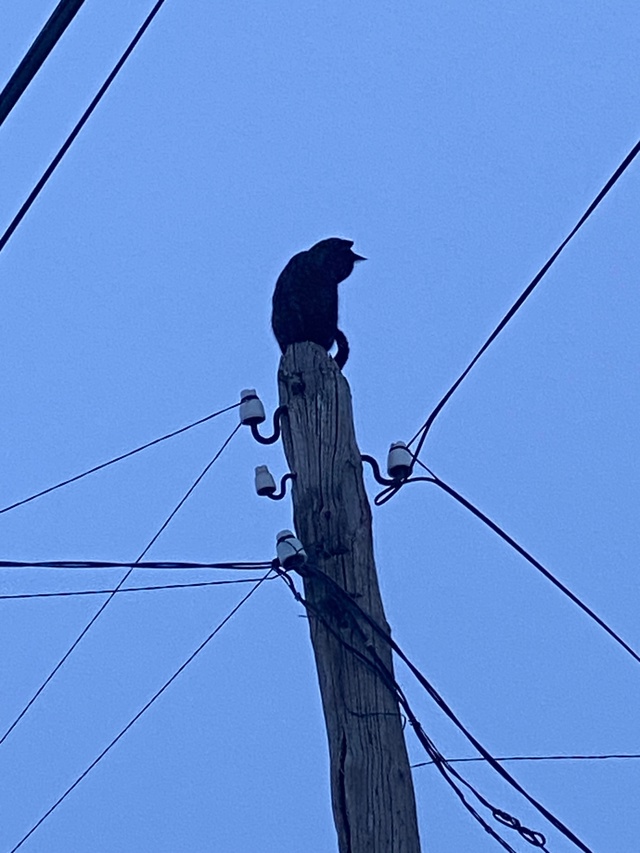 Этому городу нужен новый кот🦇