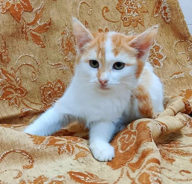 Коты и кошечки ищут дом
Кошки стерилизованы
Обращатьс?...