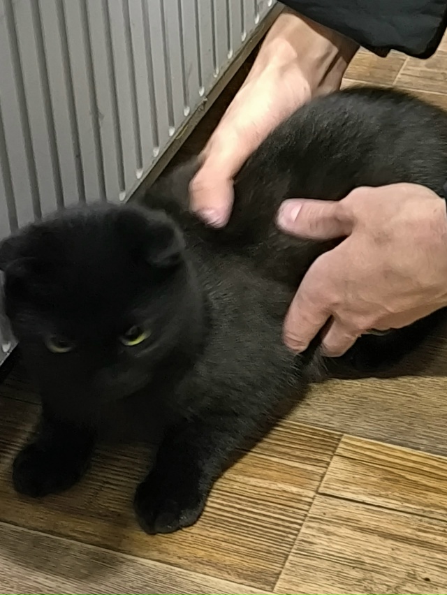 У кого потерялся такой красивый котик?
Находится на Ве?...